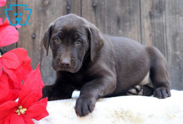 Cheerio Choc Lab2