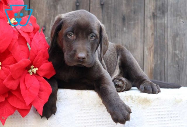 Chewy Choc Lab2