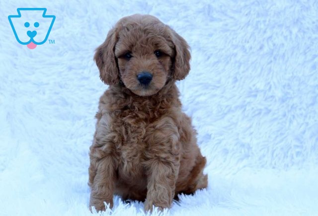 Clay Mini Goldendoodle