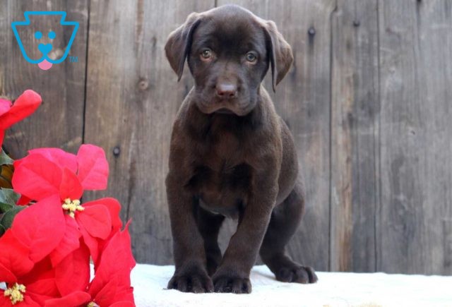 Coda Choc Lab