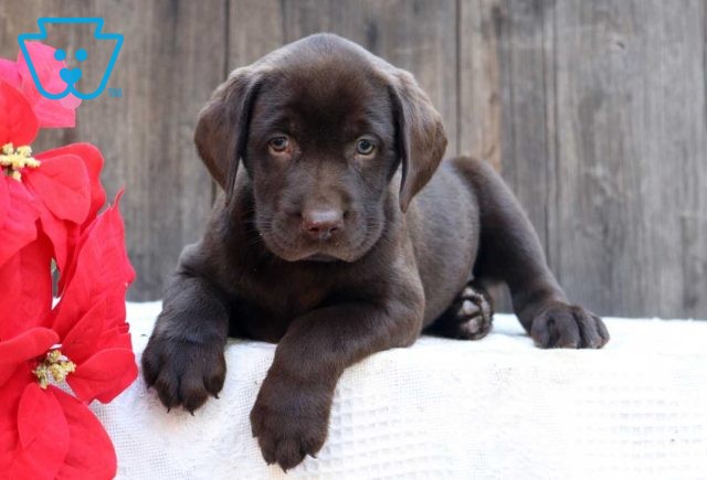 Coda Choc Lab2