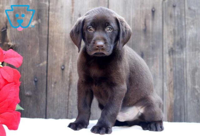 Colby Choc Lab