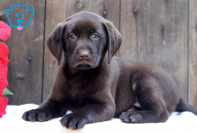 Colby Choc Lab2