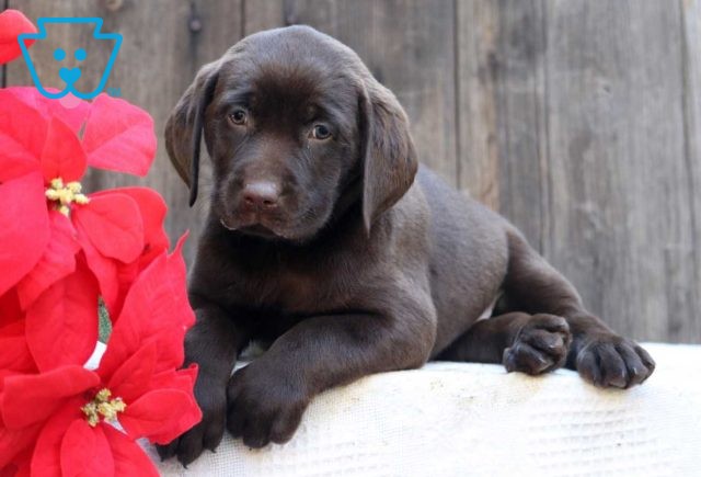 Cricket Choc Lab