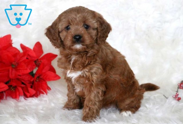 Darla Cavapoo2