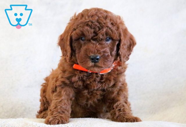 a mini goldendoodle puppy for sale