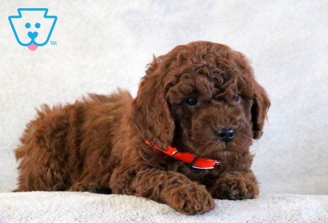 Dart Mini Goldendoodle 1-001