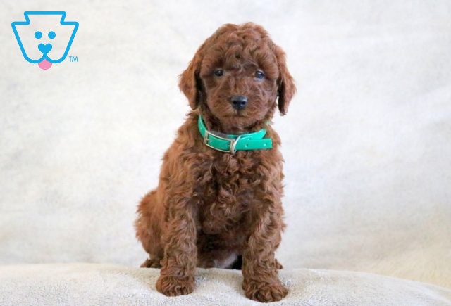 Duke Mini Goldendoodle 1-001