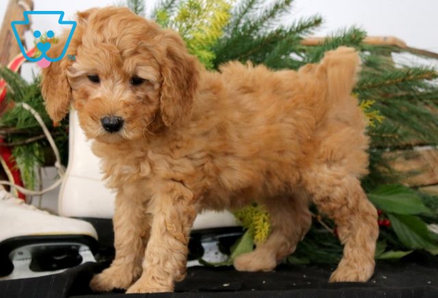 Ella Mini Goldendoodle 1-001