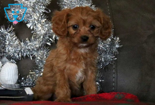 Elsa Cavapoo