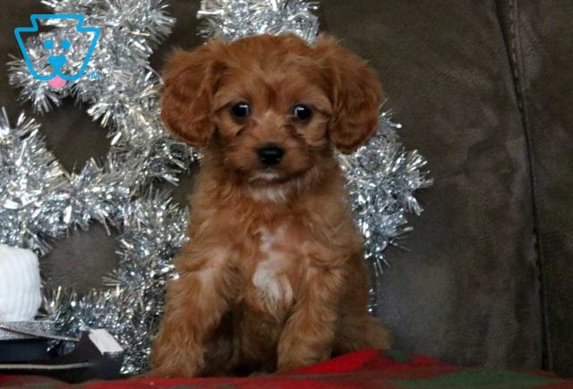 Elsa Cavapoo2