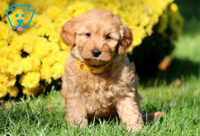 Flamingo Mini Goldendoodle 1-001