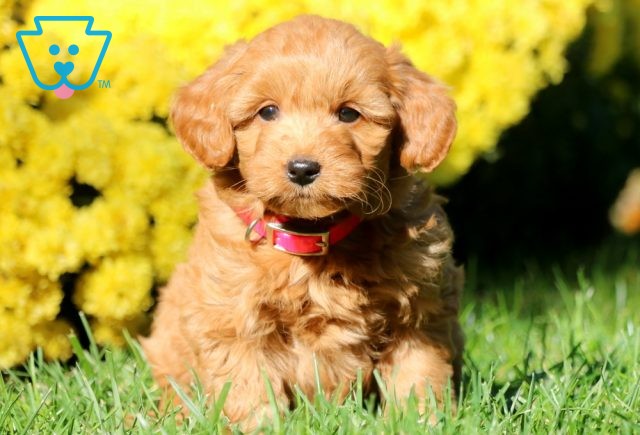 Flower Mini Goldendoodle 1-001