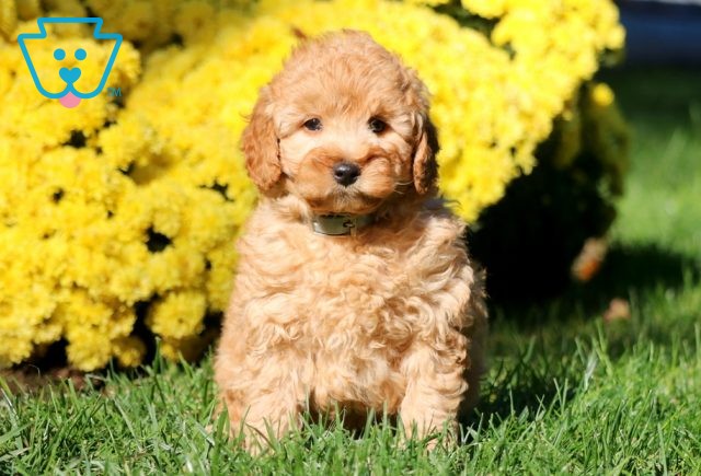 Foster Mini Goldendoodle 1-001