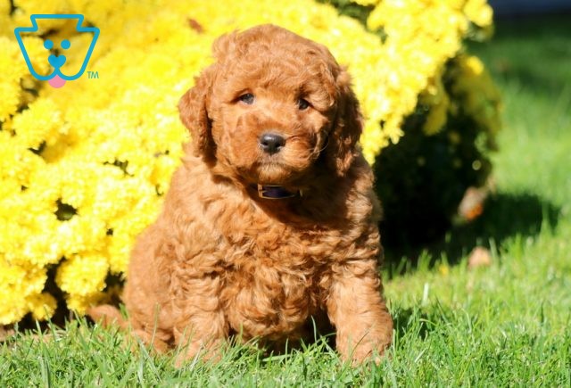 Frogger Mini Goldendoodle 1-001