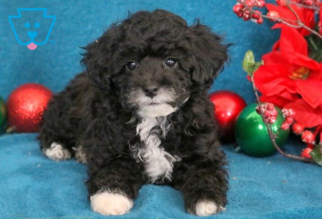 Harley Mini Poodle 1-001