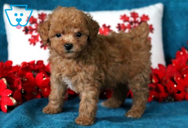 Hector Toy Poodle