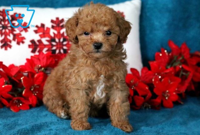 Hector Toy Poodle3
