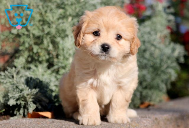 Honey Cavachon 1-001