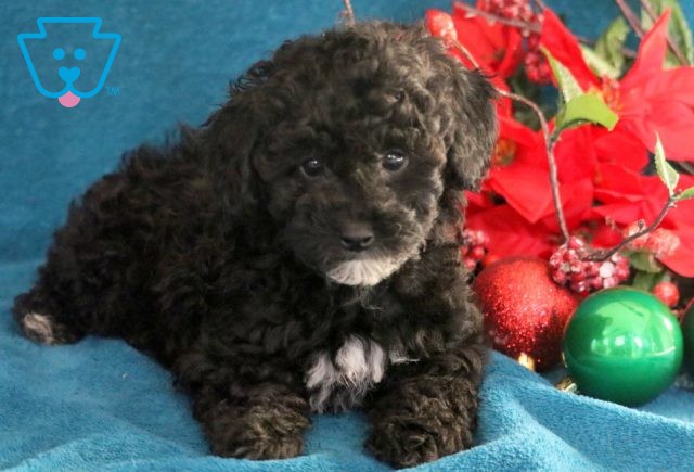 Honey Mini Poodle 1-001