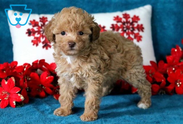 Hope Toy Poodle