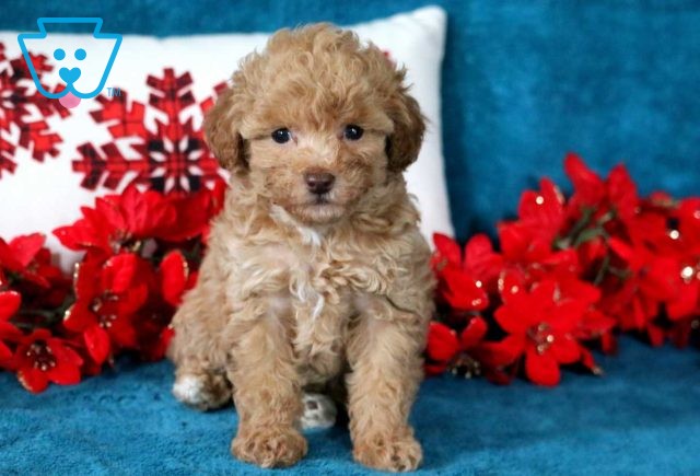Hope Toy Poodle2