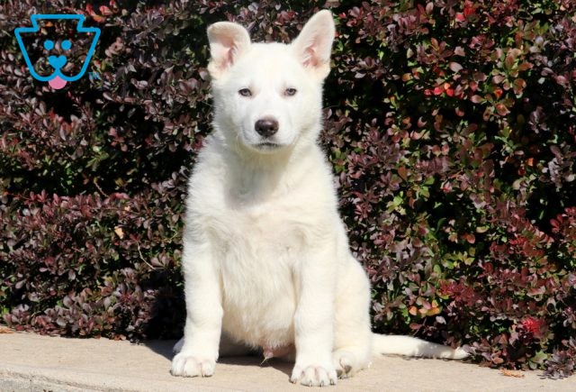 a german shepherd puppy for sale