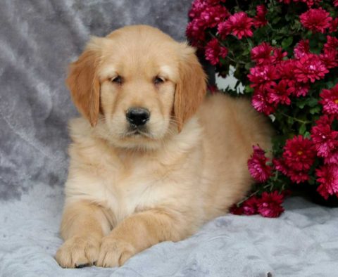 a golden retriever puppy for sale
