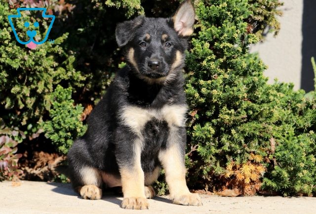 a german shepherd puppy for sale