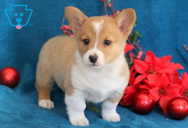 Kimble Welsh Corgi 1-001