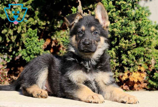 a german shepherd puppy for sale