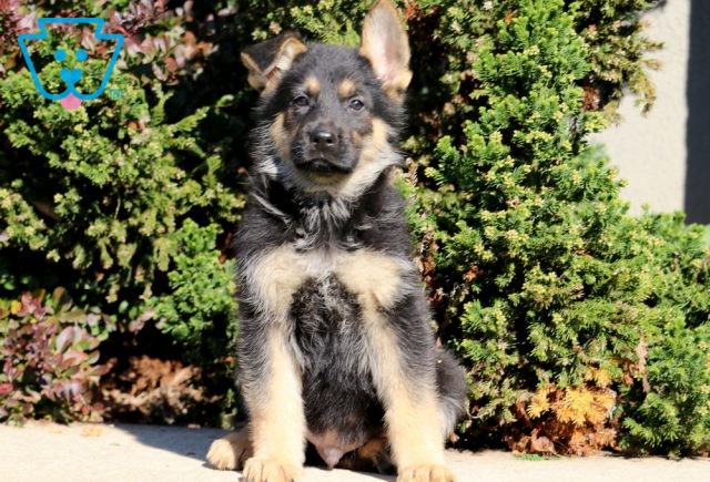 King German Shepherd 1-001