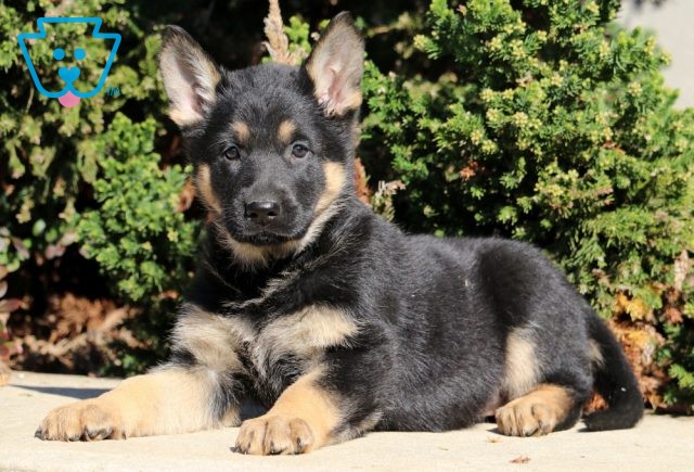 a german shepherd puppy for sale