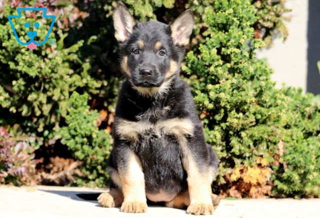 Koko German Shepherd 1-001