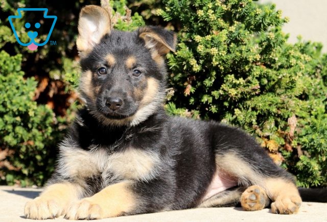 a german shepherd puppy for sale