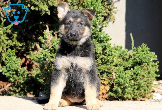 Kola German Shepherd 1-001