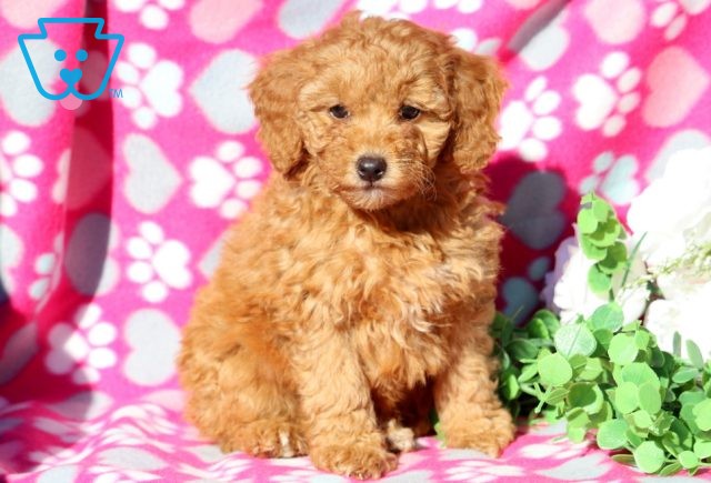 Mable Mini Goldendoodle 1-001