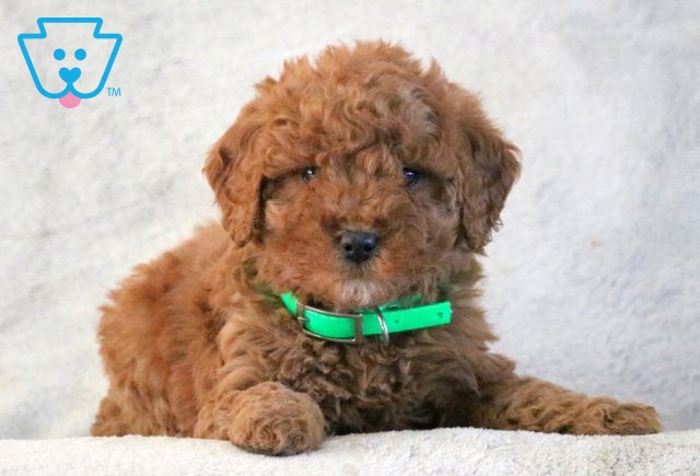 a mini goldendoodle puppy for sale