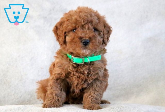 Nala Mini Goldendoodle 1-001