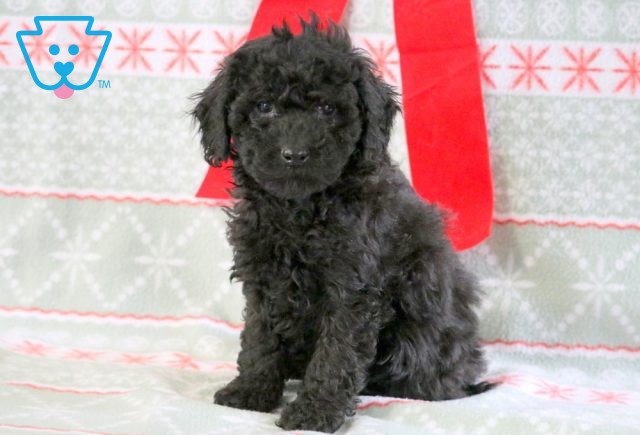 Panther Mini Goldendoodle 1-001