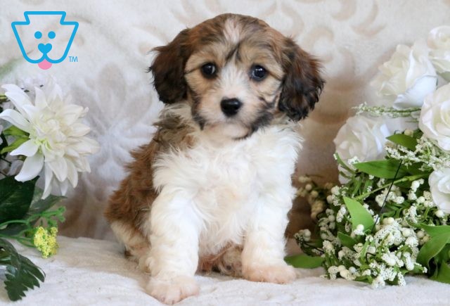 Perry Cavachon 1-001