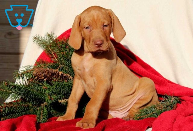 Rudolph Vizsla