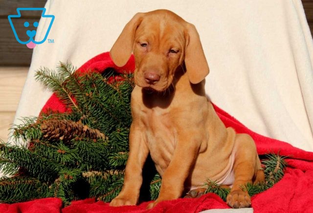 Rudolph Vizsla2