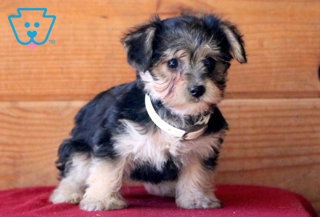 Sasha Yorkiepoo 1-001