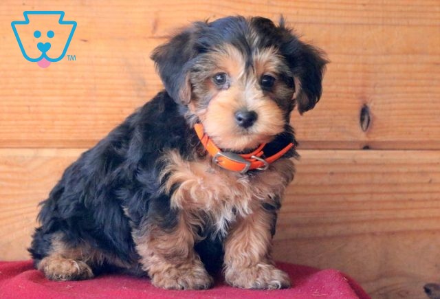 Scoop Yorkiepoo 1-001