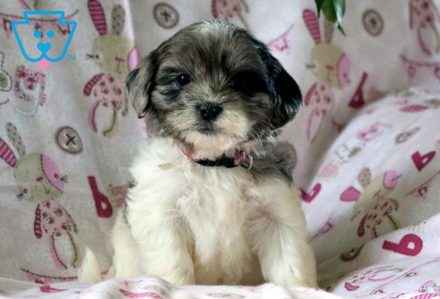 Snow White Shihpoo 1-001