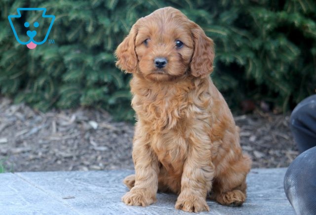 Tank Cavapoo 1-001