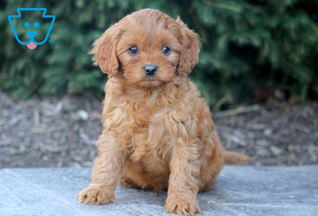 Tarzan Cavapoo 1-001