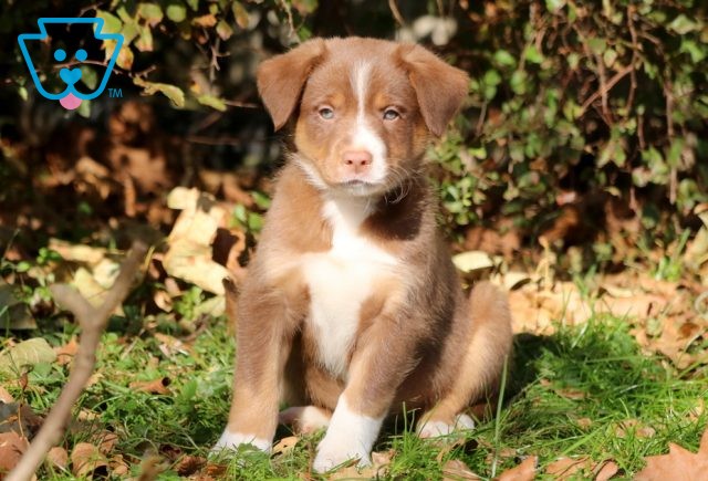 Teddy Border Collie Mix 1-001