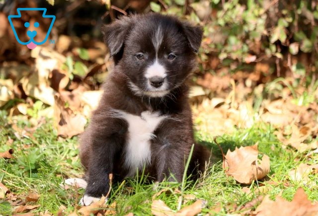 Timber Border Collie Mix 1-001